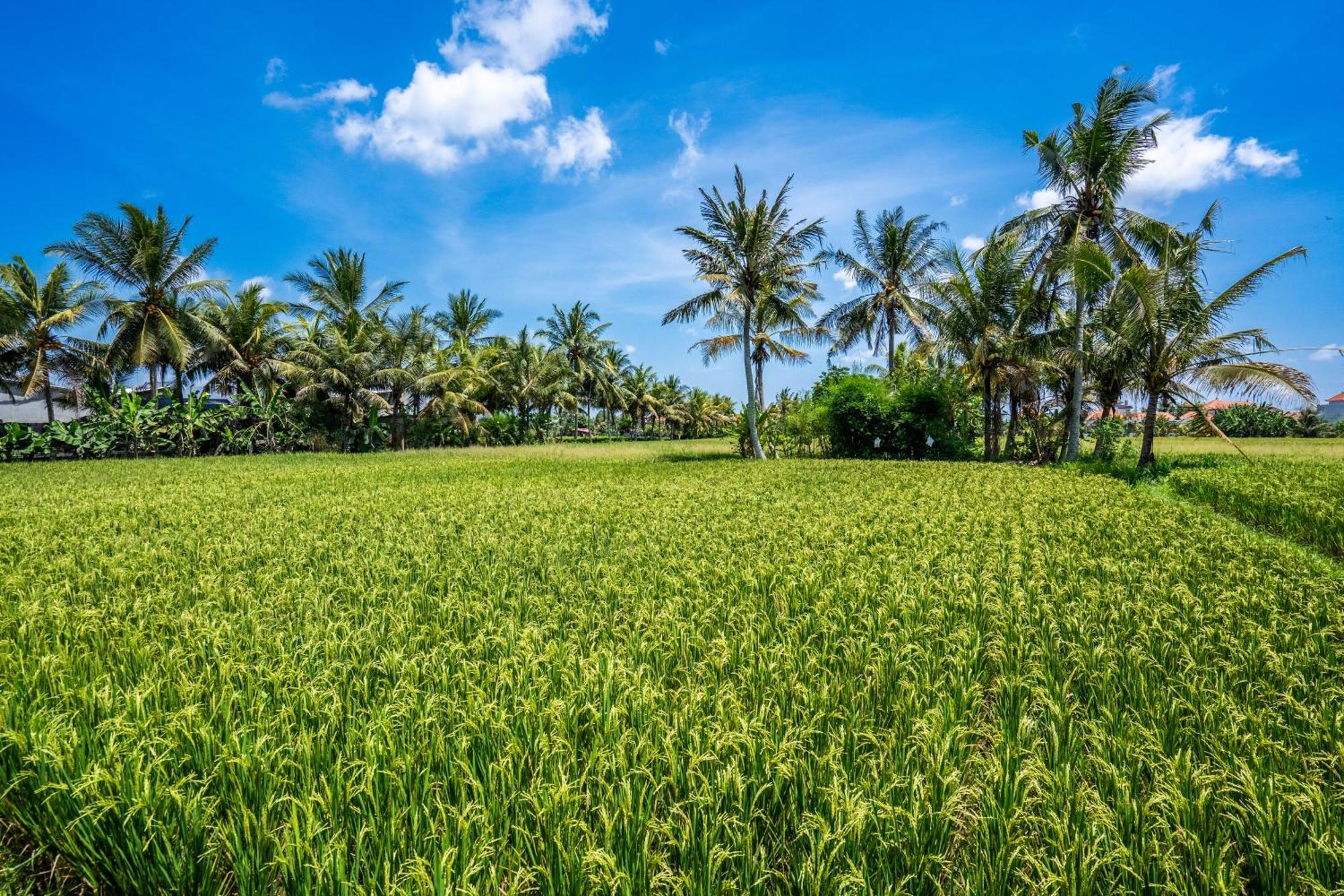Green Flow Ubud Villas III エクステリア 写真